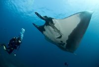 Healing Adventure di Nusa Penida - Snorkeling Magis Private Boat Mewah untuk Detoks Pikiran