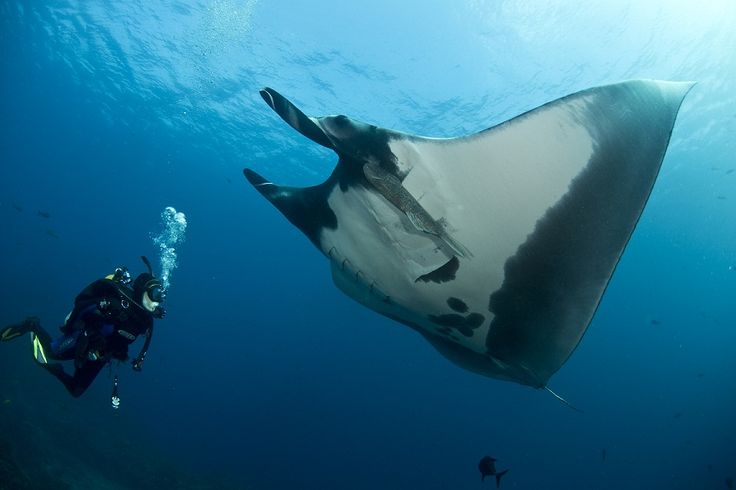 Healing Adventure di Nusa Penida - Snorkeling Magis Private Boat Mewah untuk Detoks Pikiran